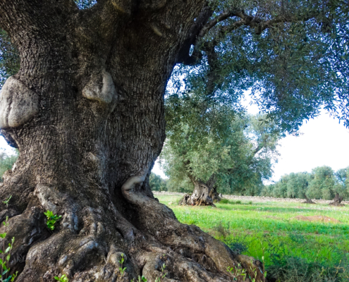 Olivenbaum in Lizzano