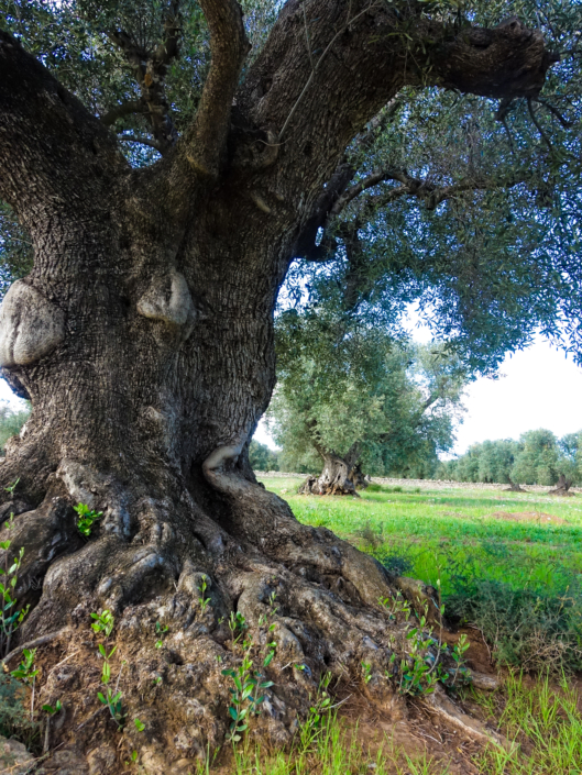 Olivenbaum in Lizzano